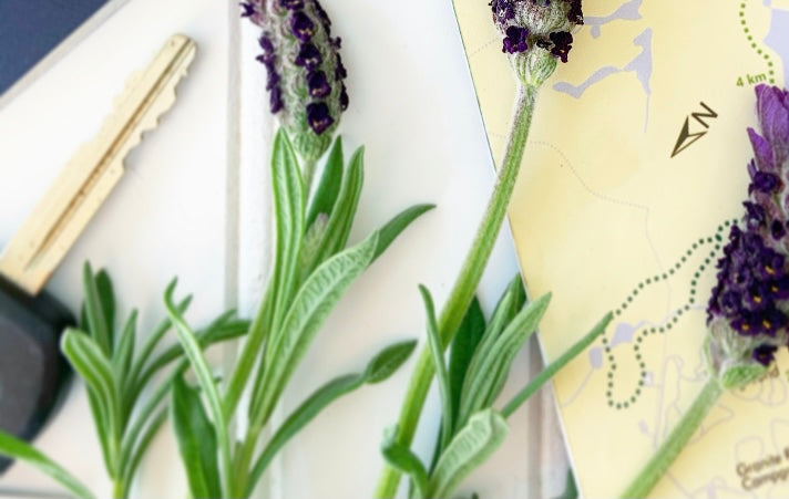 The Ultimate Travel Buddy of Your Gut: Meet Saccharomyces boulardii